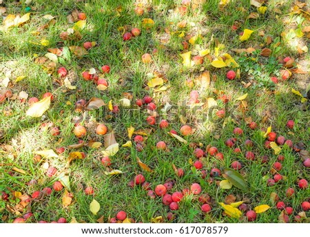 Decoration of the urban boulevards Crabapple and wild apple. Malus is a genus of about 55 percent of the species of small deciduous apple or shrub in the family Rosaceae
