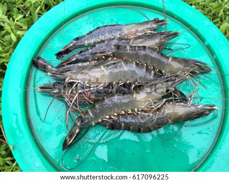 Vietnamese black tiger shrimp, Penaeus monodon