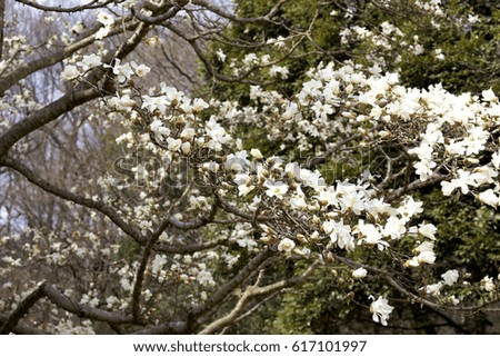 Kobushi magnolia flowers on a sunny day