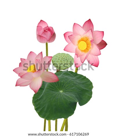 Beautiful pink lotus flower bouquet isolated on white background