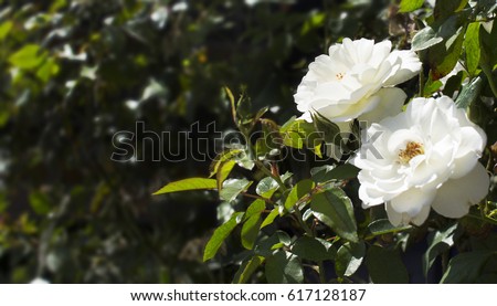 Close Up of White Rose Flowers in Blooming from Green Shrub