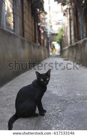 Homeless black cat