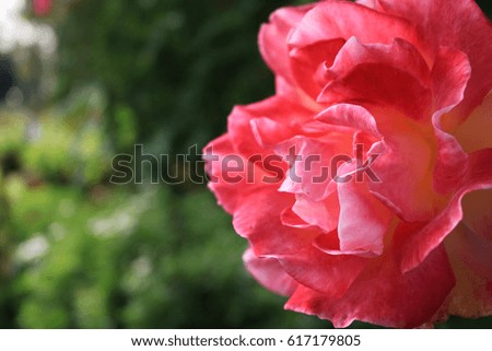 closeup pink rose in the garden