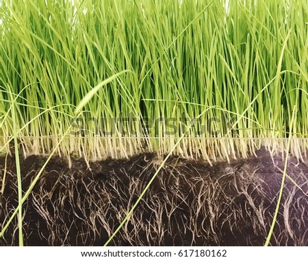 Green grasses root Royalty-Free Stock Photo #617180162