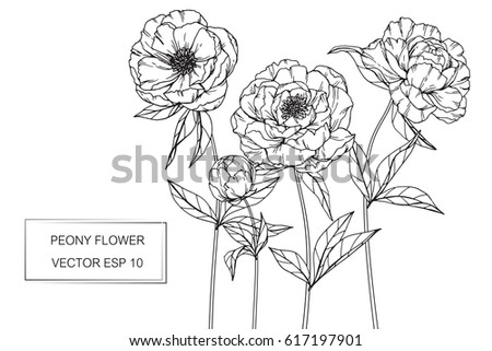 Hand drawing Peony flowers. Vector, illustration and clip art on white backgrounds.