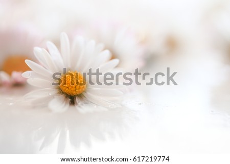 Selective focus of daisy flowers vintage color style for nature background