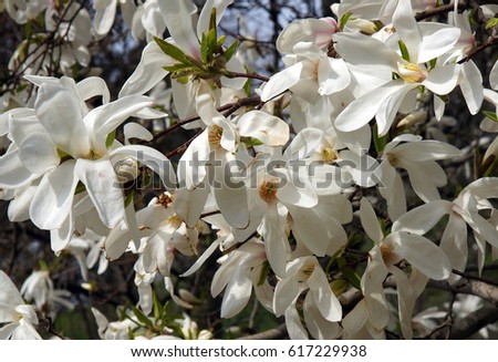 Beautiful white Magnolia flowers on a spring day as background