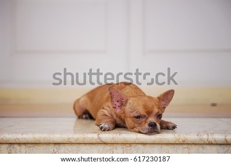 Brown chihuahua is laying down on the marble floor