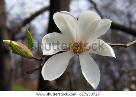 Beautiful white Magnolia flower on a spring day