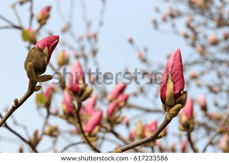 Spring blooming magnolia