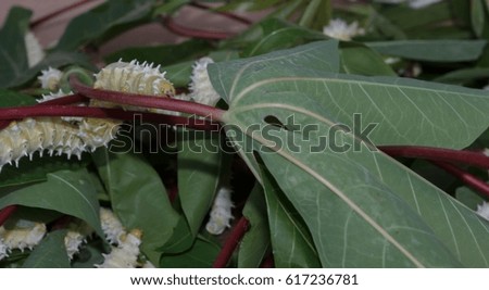 Silkworms eat  cassava leaves
