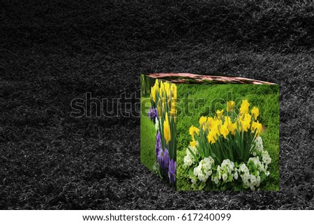 3D cube flower color black white efect Petuni Yellow daffodil,pansies background nature beautiful 
