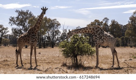 Giraffe in South-Africa
