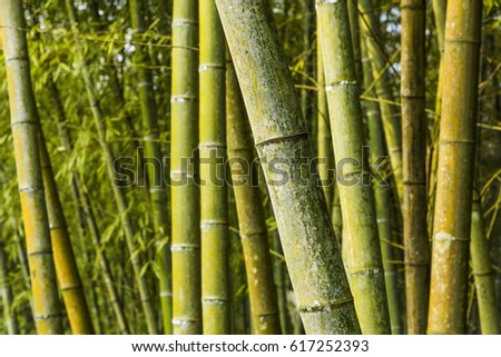 Bamboo forest, natural background