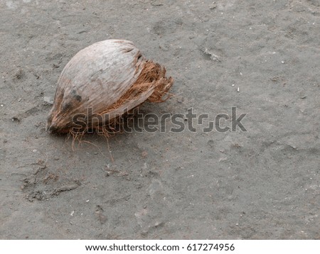 COLOR PHOTO OF DRY COCONUT ON THE GROUND
