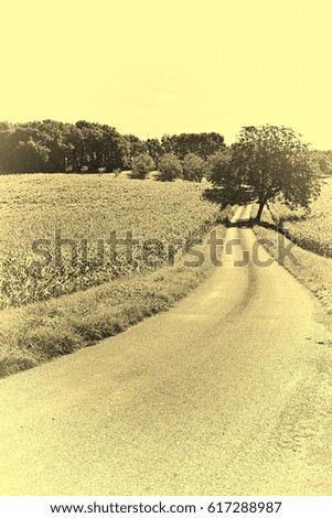 Winding Asphalt Road between Plantation of Corn in France, Vintage Style Toned Picture      