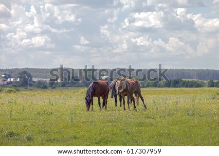 horses grazing on a green meadow on sky background with Cumulus clouds
