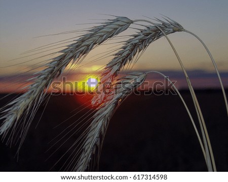 closeup view of wheat ears at sunset with beautiful sky