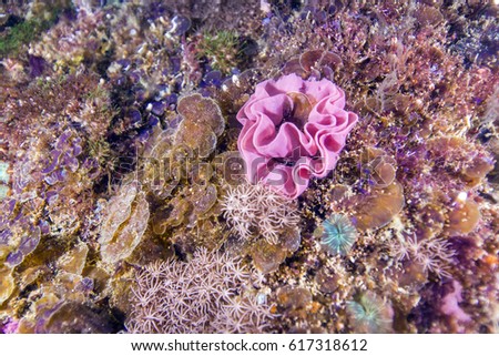 egg of nudibranch like rose
