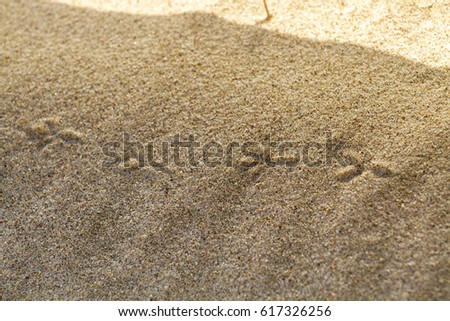 Bird's footprints on a deserted beach