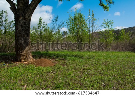 Fire Ant mound