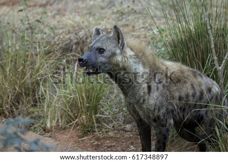 Hyenas in Safari.