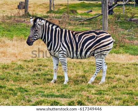 Zebras are characterized by a pattern of dark bands on a light background.