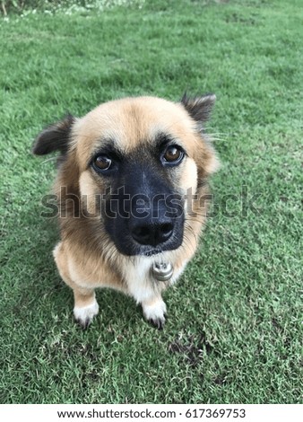 puppy dog sitting on green grass