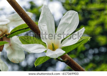 Close-up of a white magnolia flower in springtime. Natural composition with the plant in its natural environment. 
