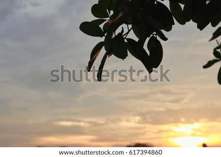 Silhouettes leaves with sunset background (focus on leaves)