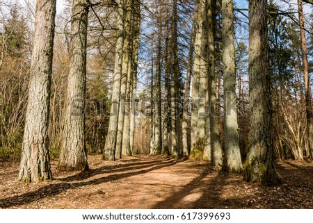 gravel road with valley of old big trees against blue sky and beautiful shadows