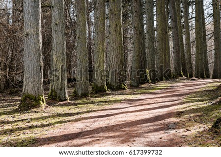 gravel road with valley of old big trees against blue sky and beautiful shadows