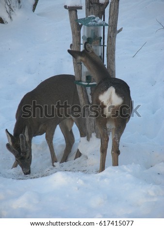 Bambi in Norwegian winter wonderland 
