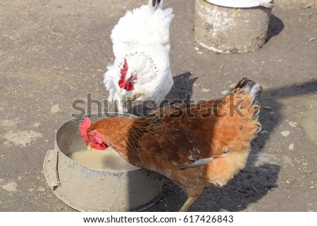 Hens in the yard of a hen house. Cultivation of poultry.