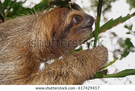 Brown throated three toed sloth head profile, wild animal in the jungle, Costa Rica, Central America