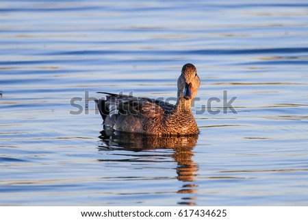 Female mallard duck swimming on lake surface
