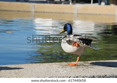 Wild duck posing to photographer