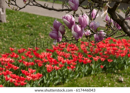many purple, red, pink blossom on branches and greenery