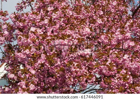 many purple, red, pink blossom on branches and greenery