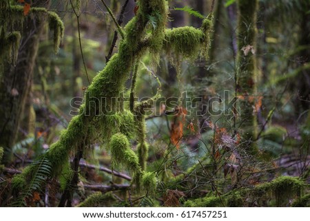 Beautiful natural background view of the trees in the forrest during spring time. Picture taken in Lynn Valley, North Vancouver, BC, Canada.