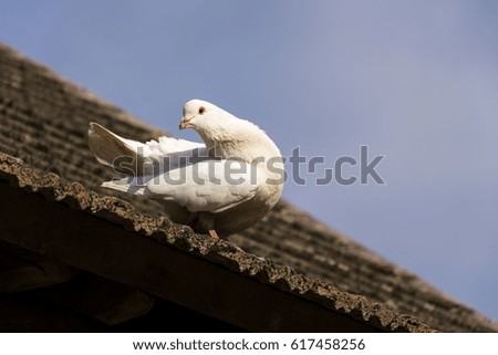 White dove sits on old roofing tiles