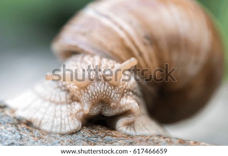 Macro shoot of the snail,selective focus 