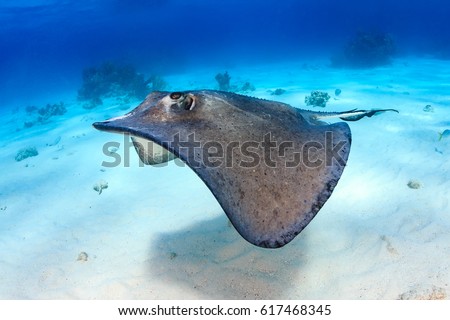South Stingray gliding over a sandy sea bed Royalty-Free Stock Photo #617468345