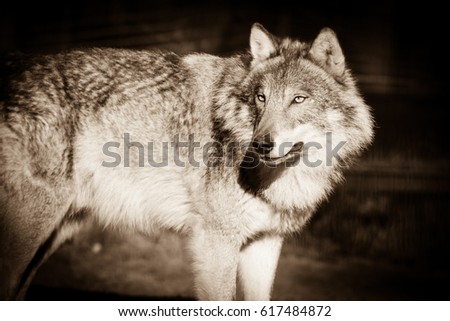 Mysterious Gray Wolf (Canis lupus)
