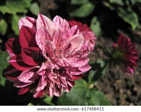 Macro photo with background bush of large variegated flowers dahlias with rose petals as a source for decorating, advertising, printing, advertising, interior landscape design