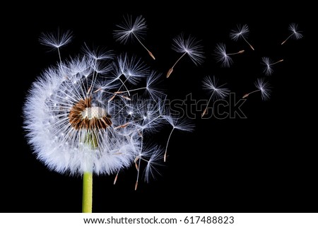 Dandelion blowing on black background Royalty-Free Stock Photo #617488823