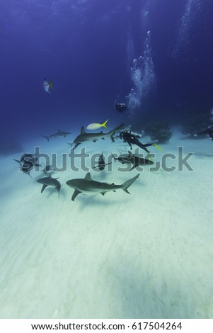 Sharks gathering at the shark junction dive site