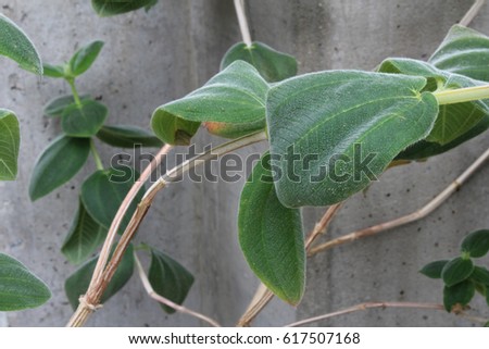Fuzzy vines and leaves against a concrete wall