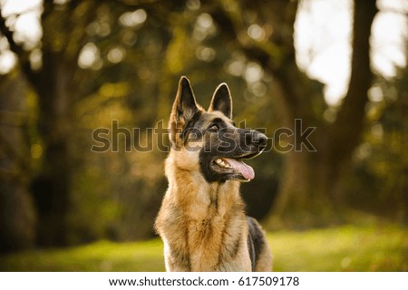 German Shepherd dog standing in wooded park