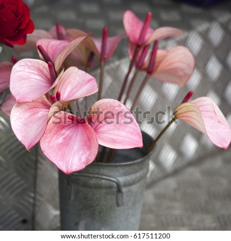 the Anthurium or Flamingo Flower. Top view